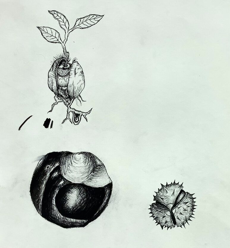 Bleistift-Zeichnung "Naturstudie": Eine Kastanie, eine weitere, noch verschlossene Kastanie und eine sprießende Kastanie.