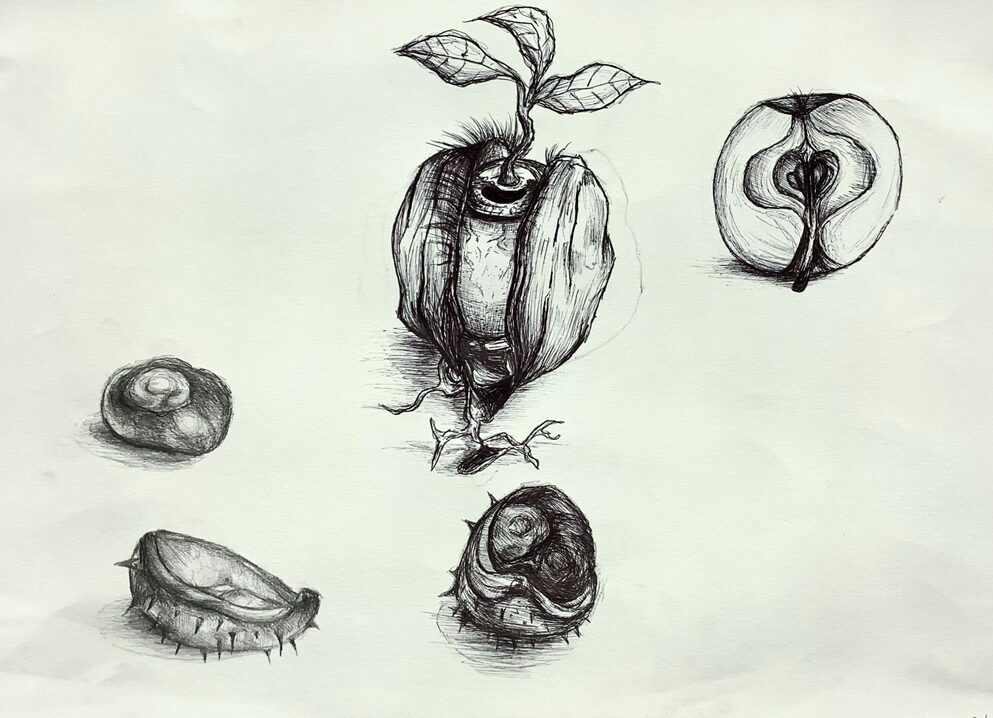 Bleistift-Zeichnung "Naturstudie": Eine Kastanie und ihre Hülle; eine weitere, die schon sprießt, das Kerngehäuse eines Apfels. Alles überaus detailliert gezeichnet.