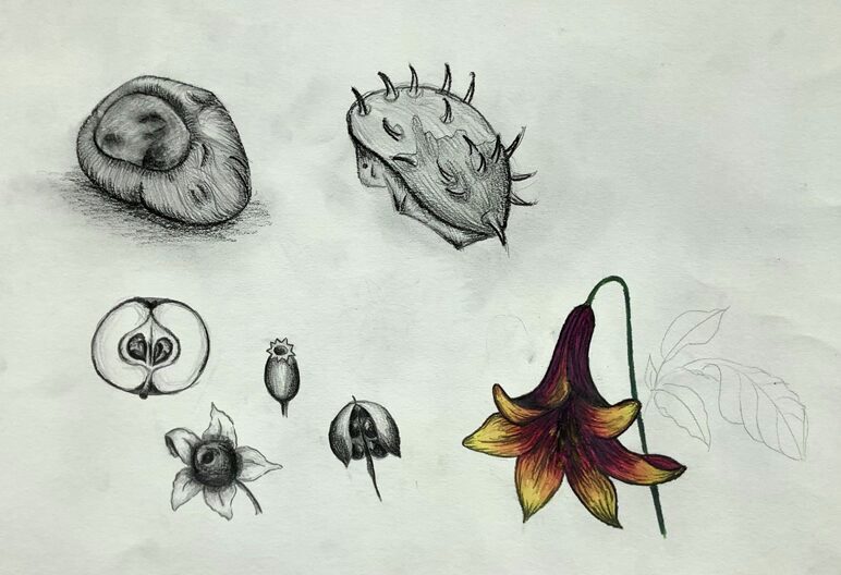 Bleistift-Zeichnung "Naturstudie": Verschiedene herbstliche Naturalien: Kastanien und ihre Hüllen, Buchäcker, Äpfel. Alles schwarz-weiß mit Ausnahme einer Blume in bräunlichen Farben.